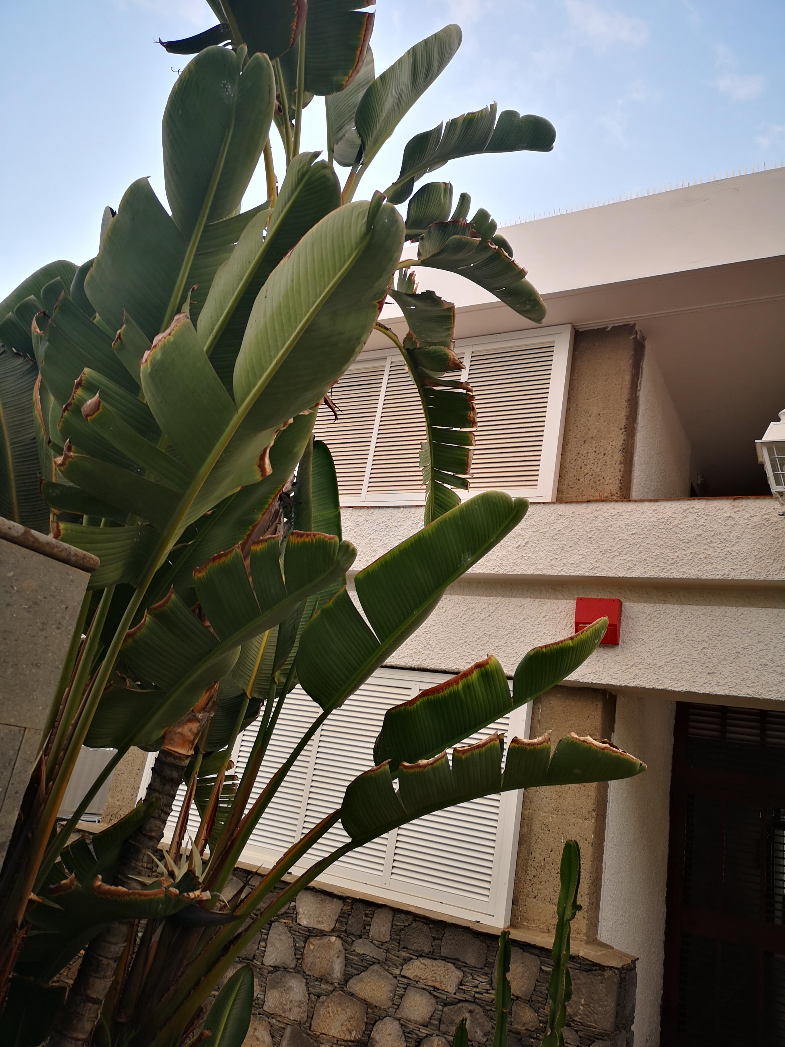 Apartamento Cocoteros - Tamara