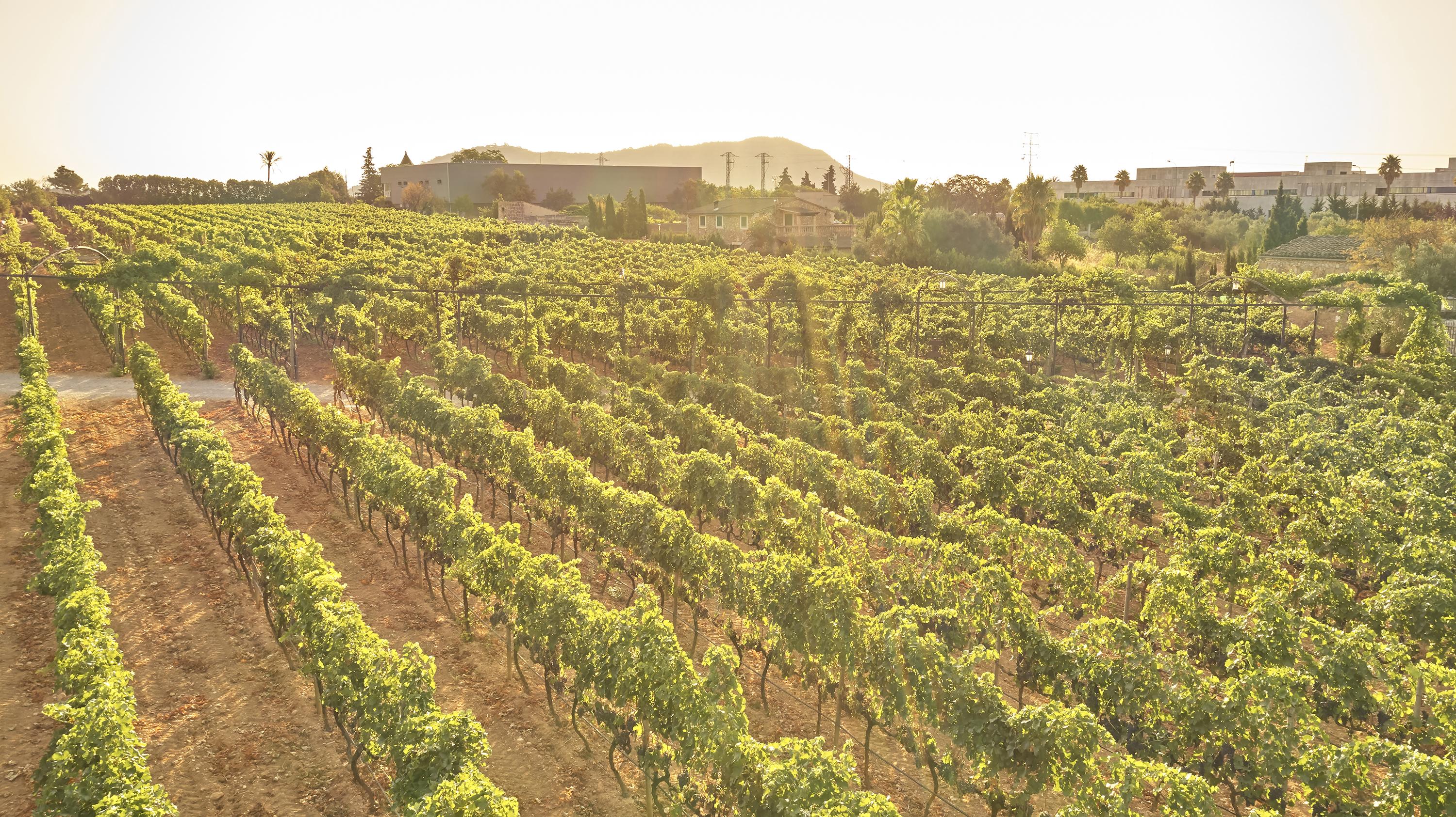 Agroturismo Sa Vinya Des Convent Farm stay Inca (Mallorca)