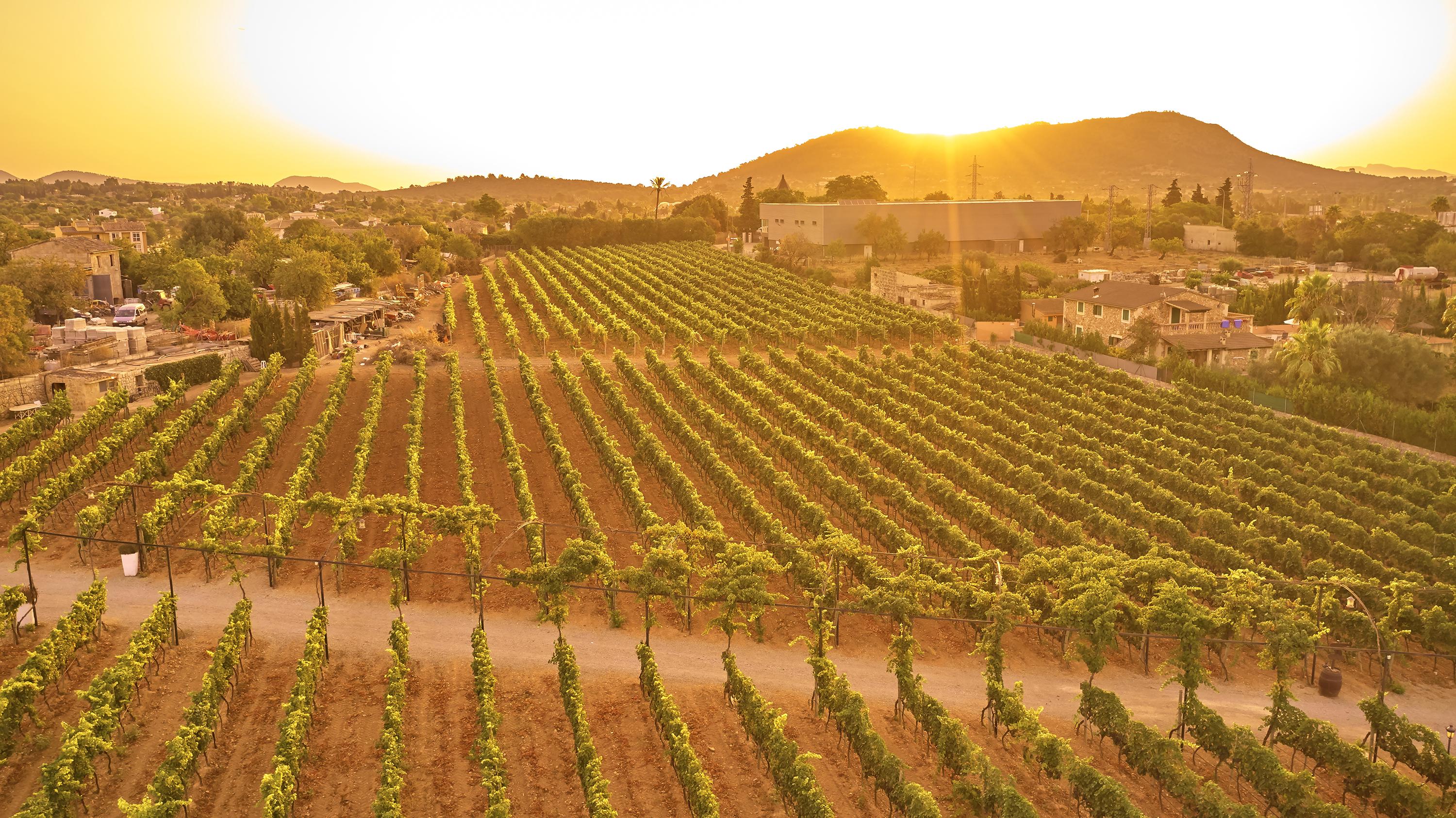 Agroturismo Sa Vinya Des Convent Farm stay Inca (Mallorca)