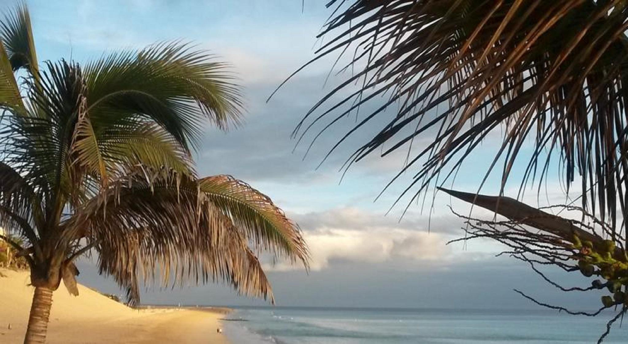 Palm Garden