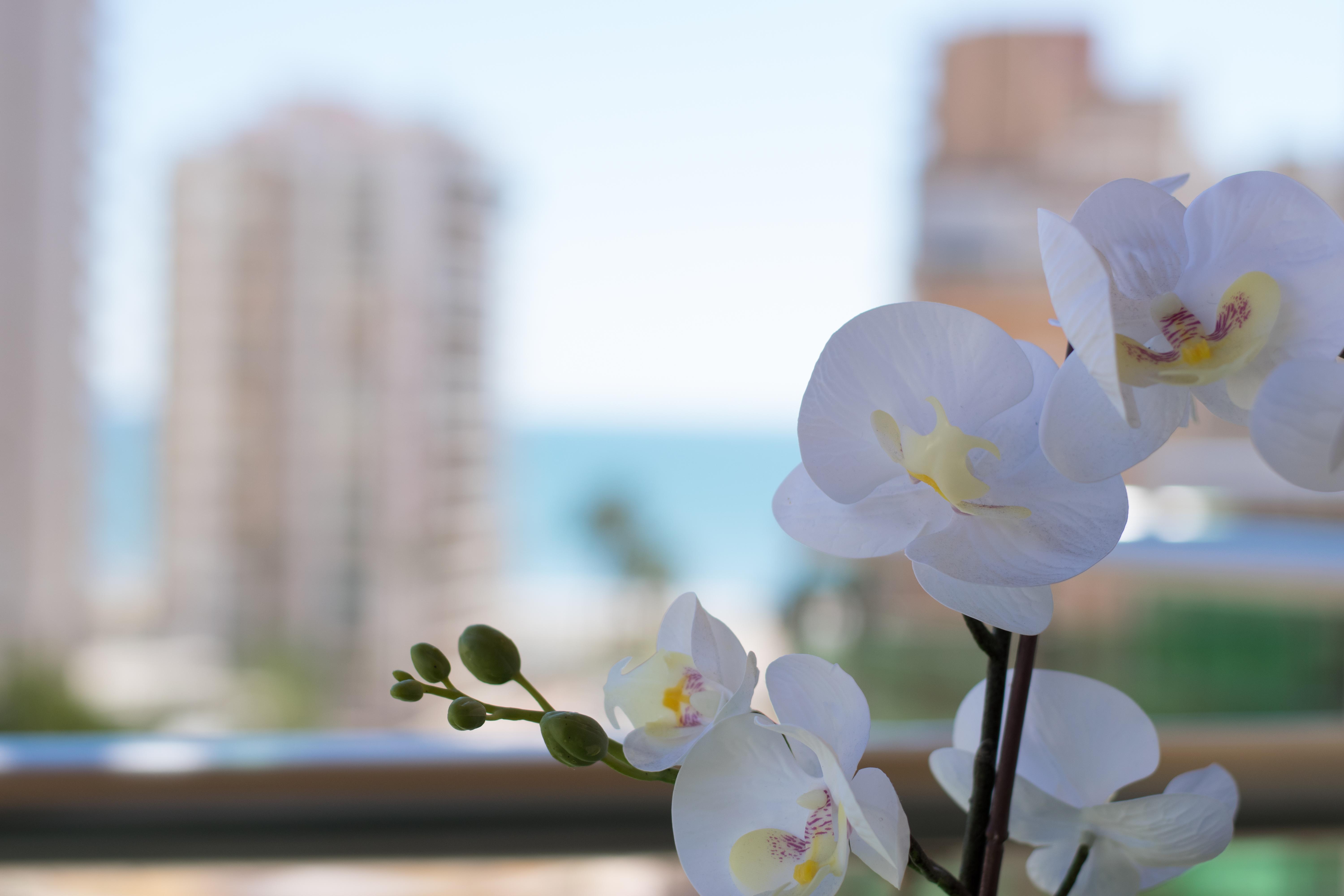 Hotel Cullera Holiday 4*