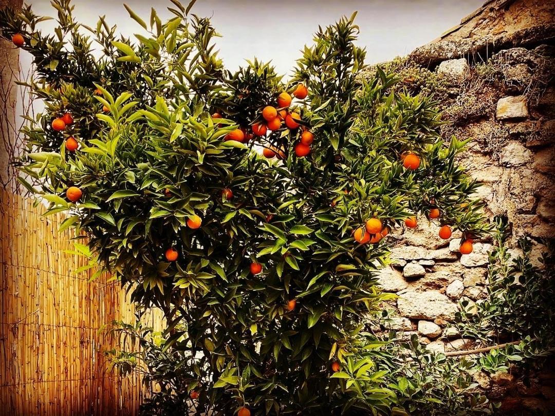 Casa Mandarina