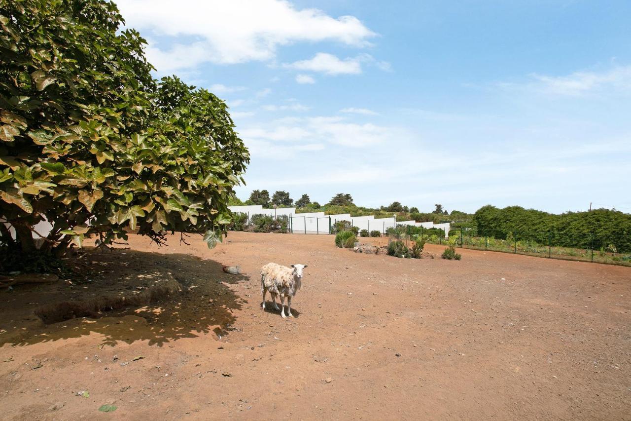 Finca Ecológica Laurisilva Tacoronte