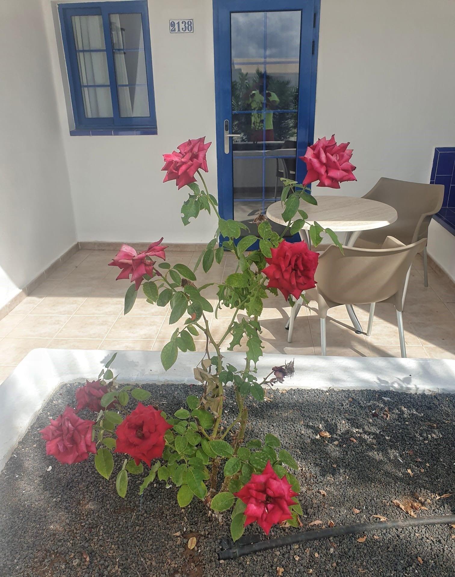 Apartment Grupotel Cinco Plazas