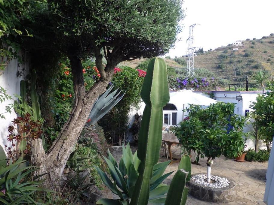 Finca El Cisne, * Torrox