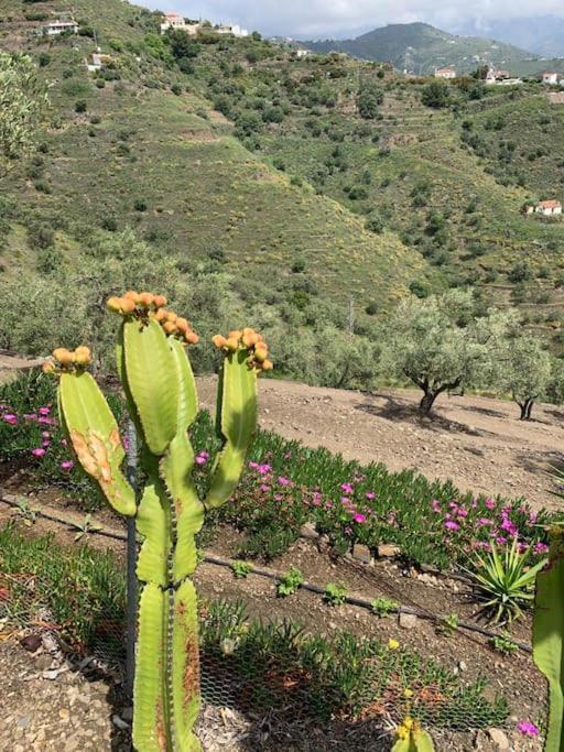 Finca El Cisne, Torrox