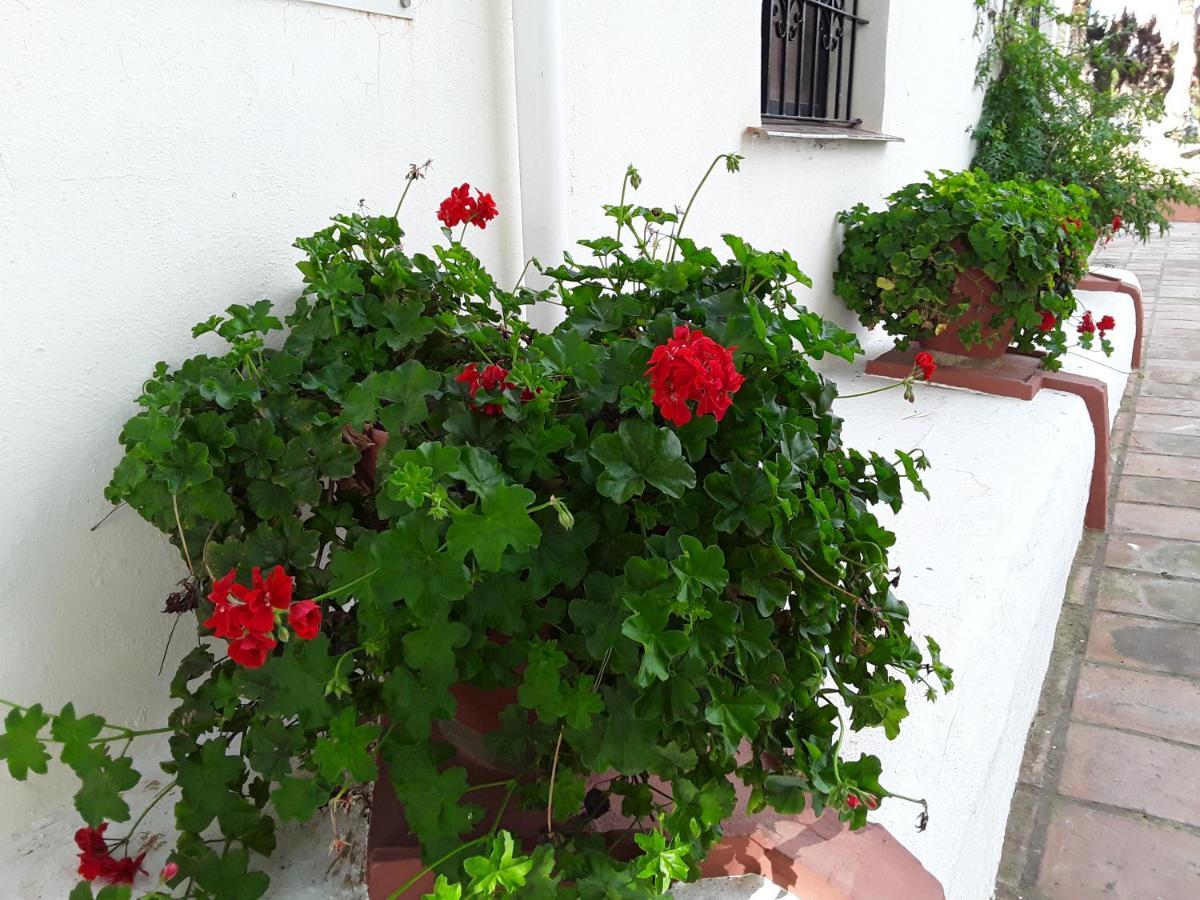 Dona Lola , Luminoso Calahonda, Mijas *