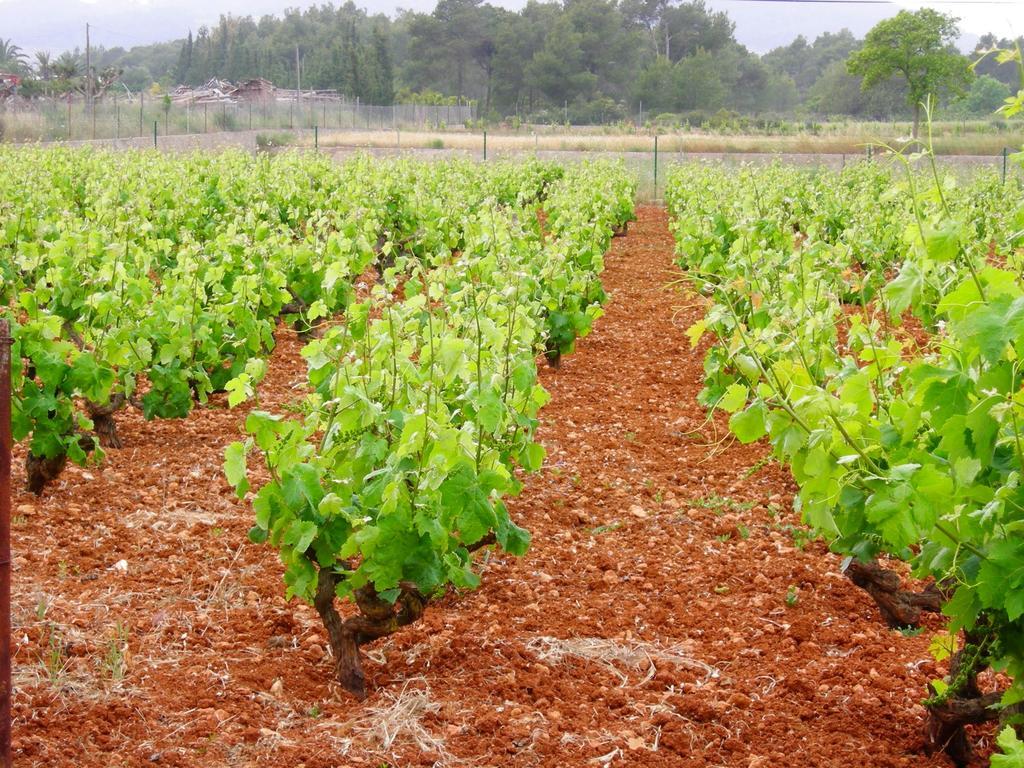 Agroturismo Sa Vinya D'en Palerm *