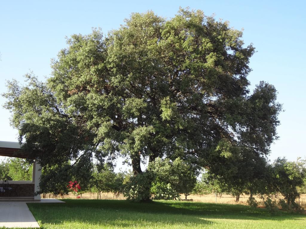 Agroturismo Sa Vinya D'en Palerm *