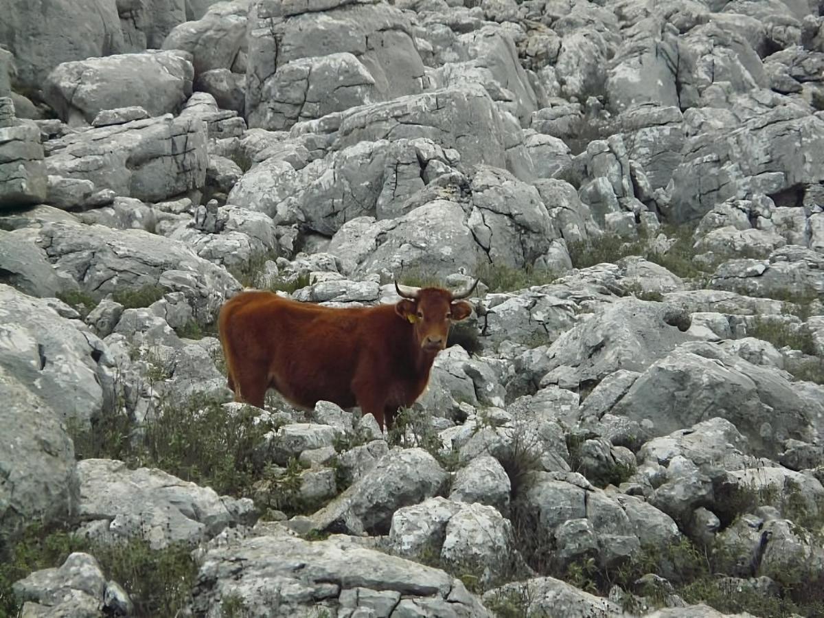 Colon Antequera