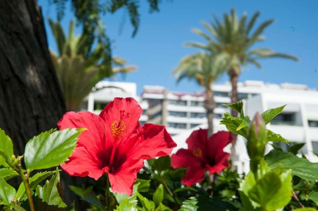 Optimist Americas Apartamento Playa de las Américas