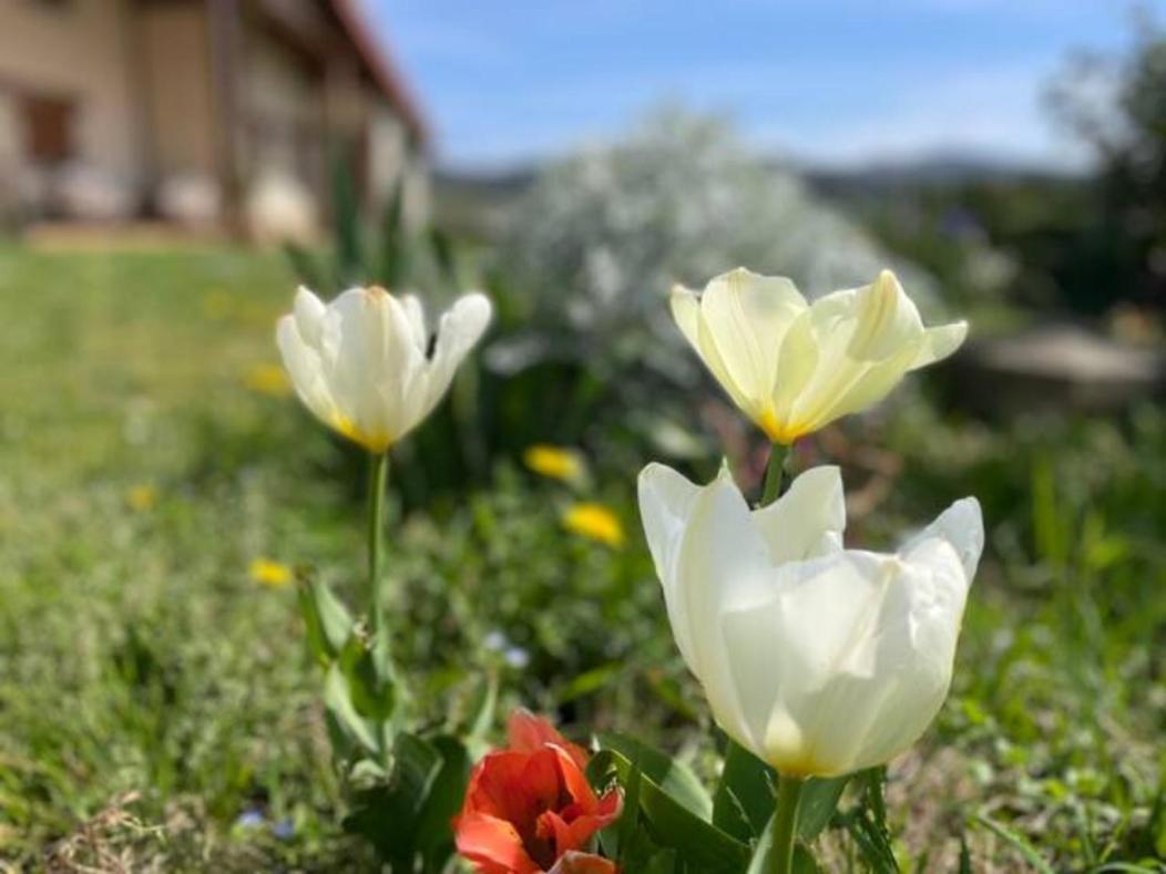 Сasa de vacaciones Ven Y Disfruta En El Corazon De Bizkaia-urdaibai *