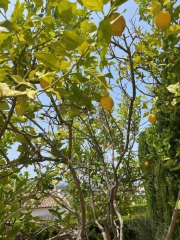 Authentic Groundfloor In Beautiful Villa, Apartamento