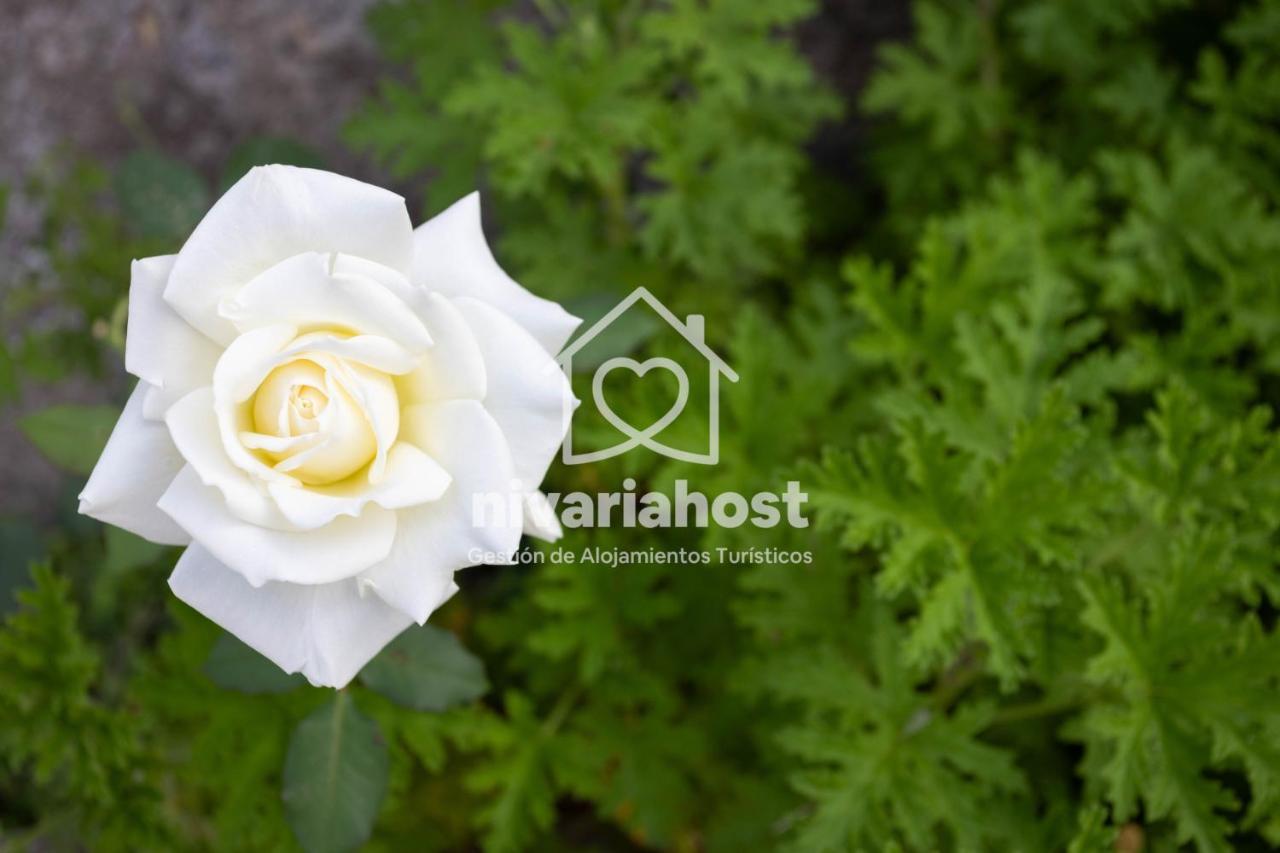 Tegas: Tacoronte, By Nivariahost Holiday home
