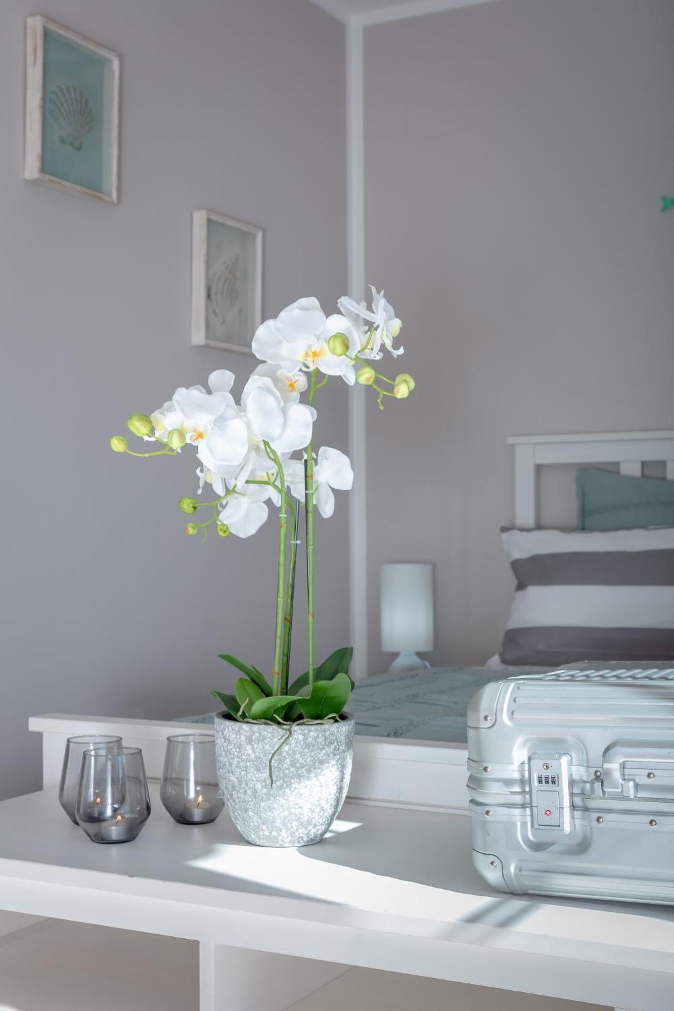 Palmera Villa Palma de Mallorca