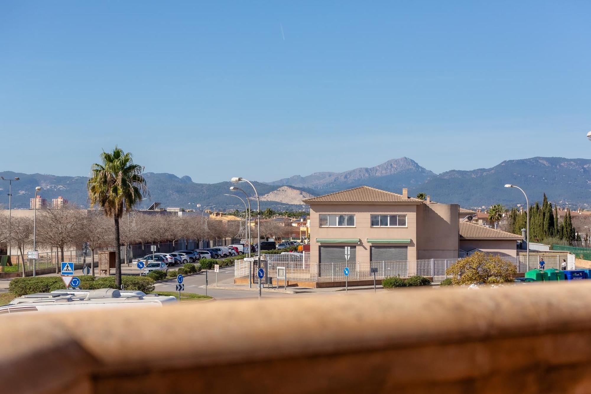 Palmera Palma de Mallorca