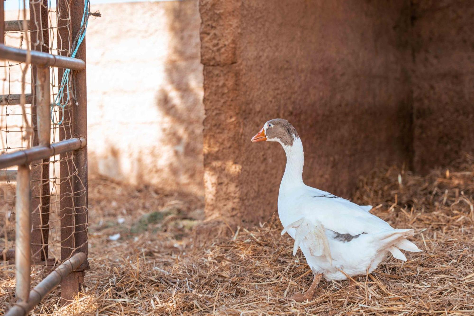 Son Barcelo Mas Farm stay Campos (Mallorca)