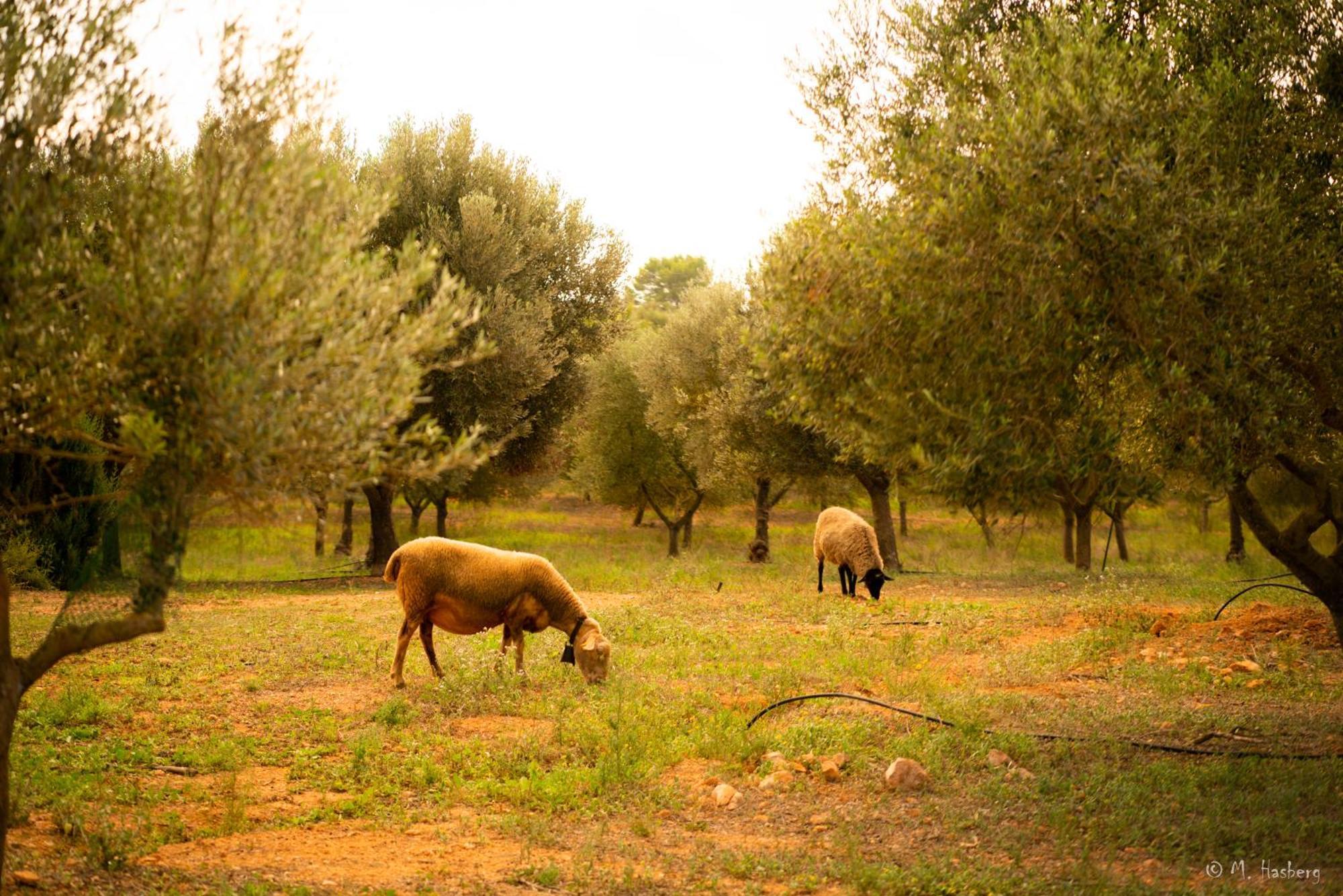Son Barcelo Mas Farm stay Campos (Mallorca)