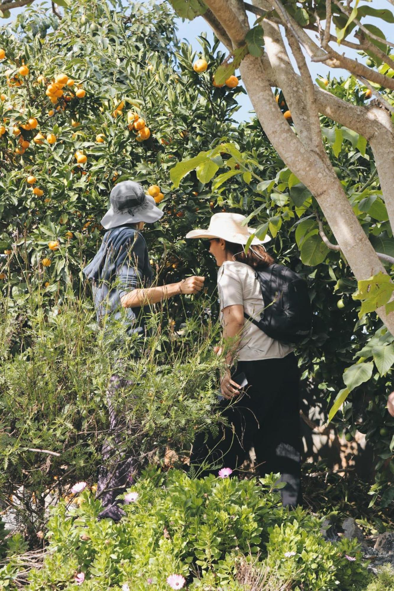 Ecofinca Selva Doramas Santa María de Guía de Gran Canaria