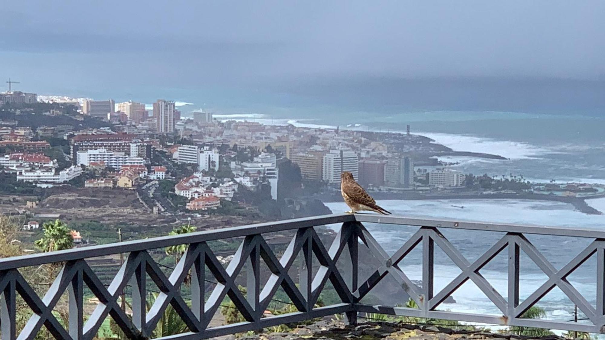Renovado 