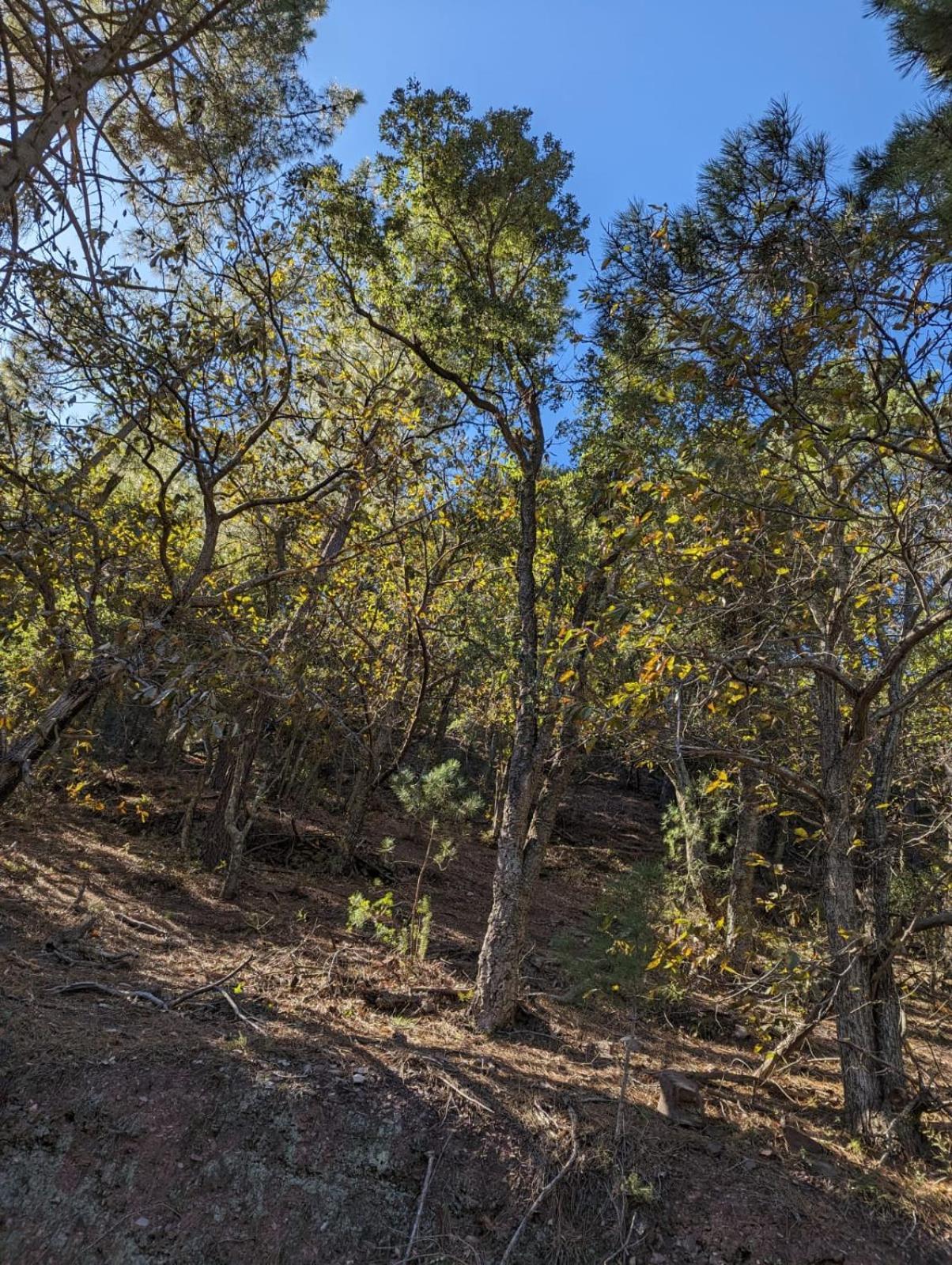 El Forn D'alcudia De Veo Casa rural Alcudia de Veo