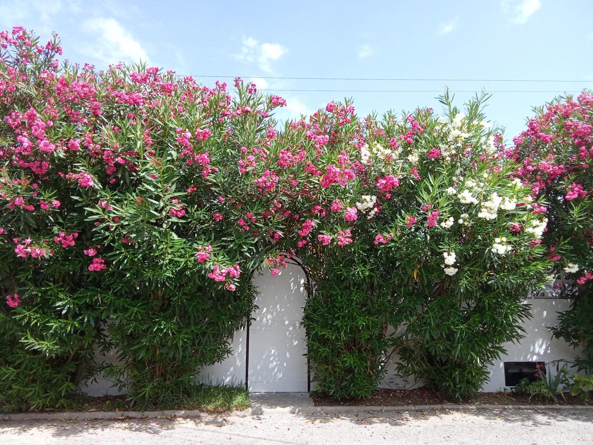 Apartamento Bungalow Marbella (San Pedro Alcantara) Marbella