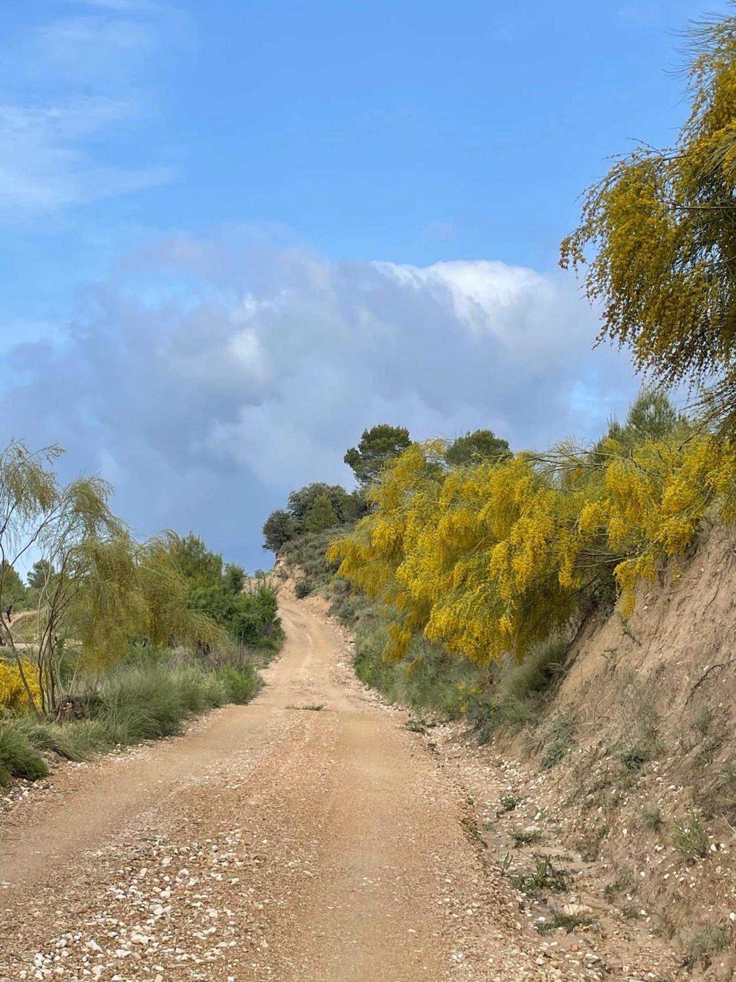 Camping Rural La Masia Luxury tent *