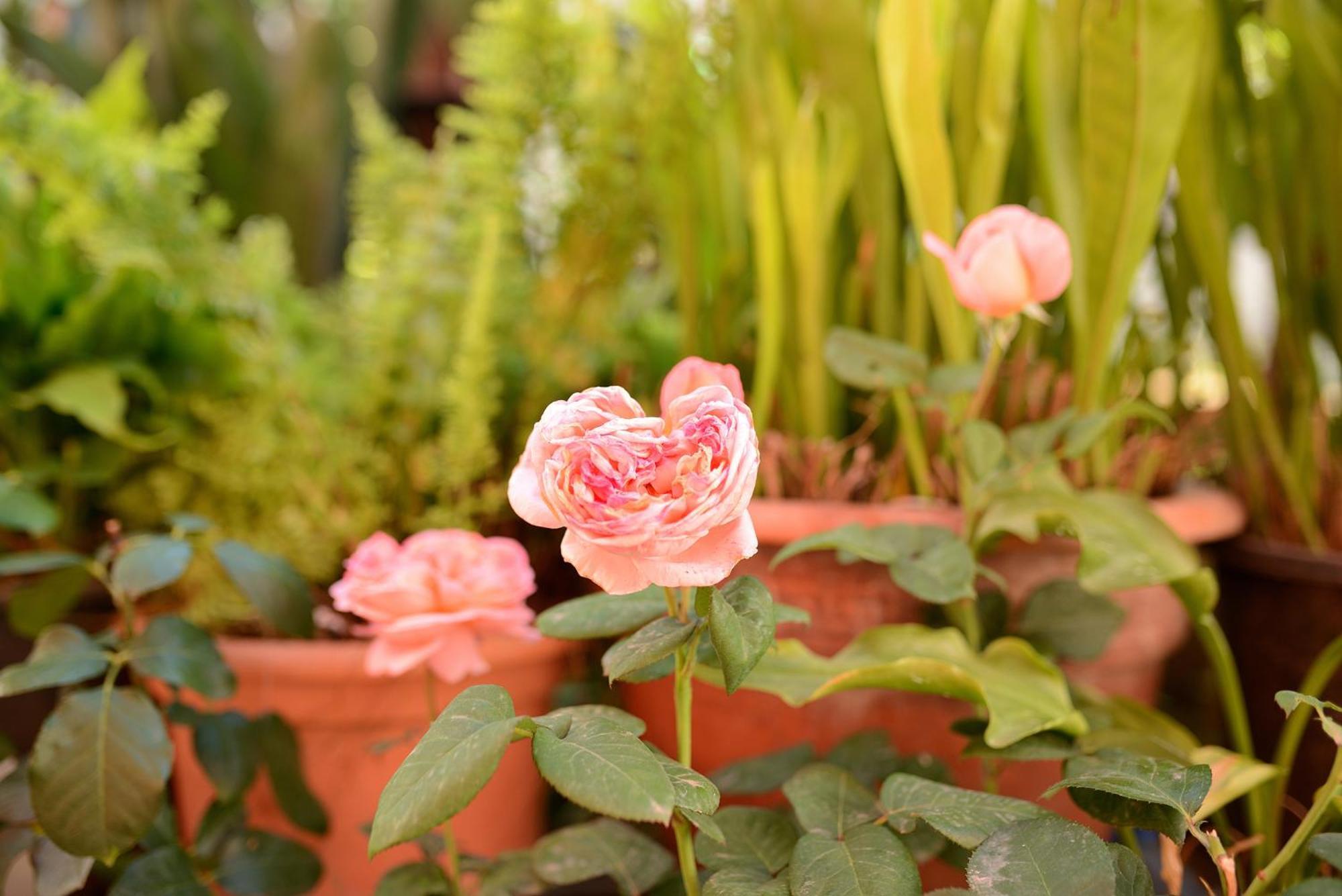 Сasa de vacaciones La Casa De Las Flores Tacoronte