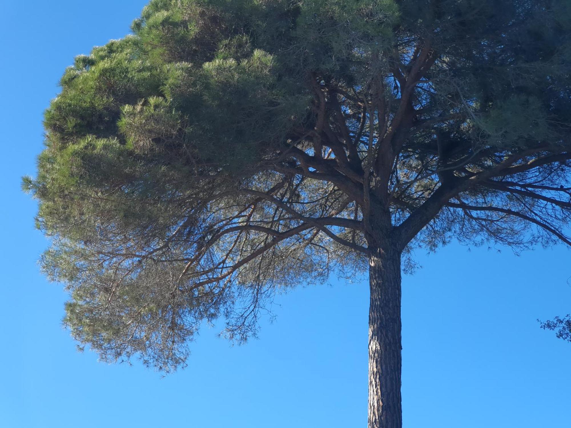 Ibiza Dosrius Canyamas