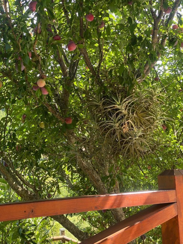La Gomera Holiday home Agulo