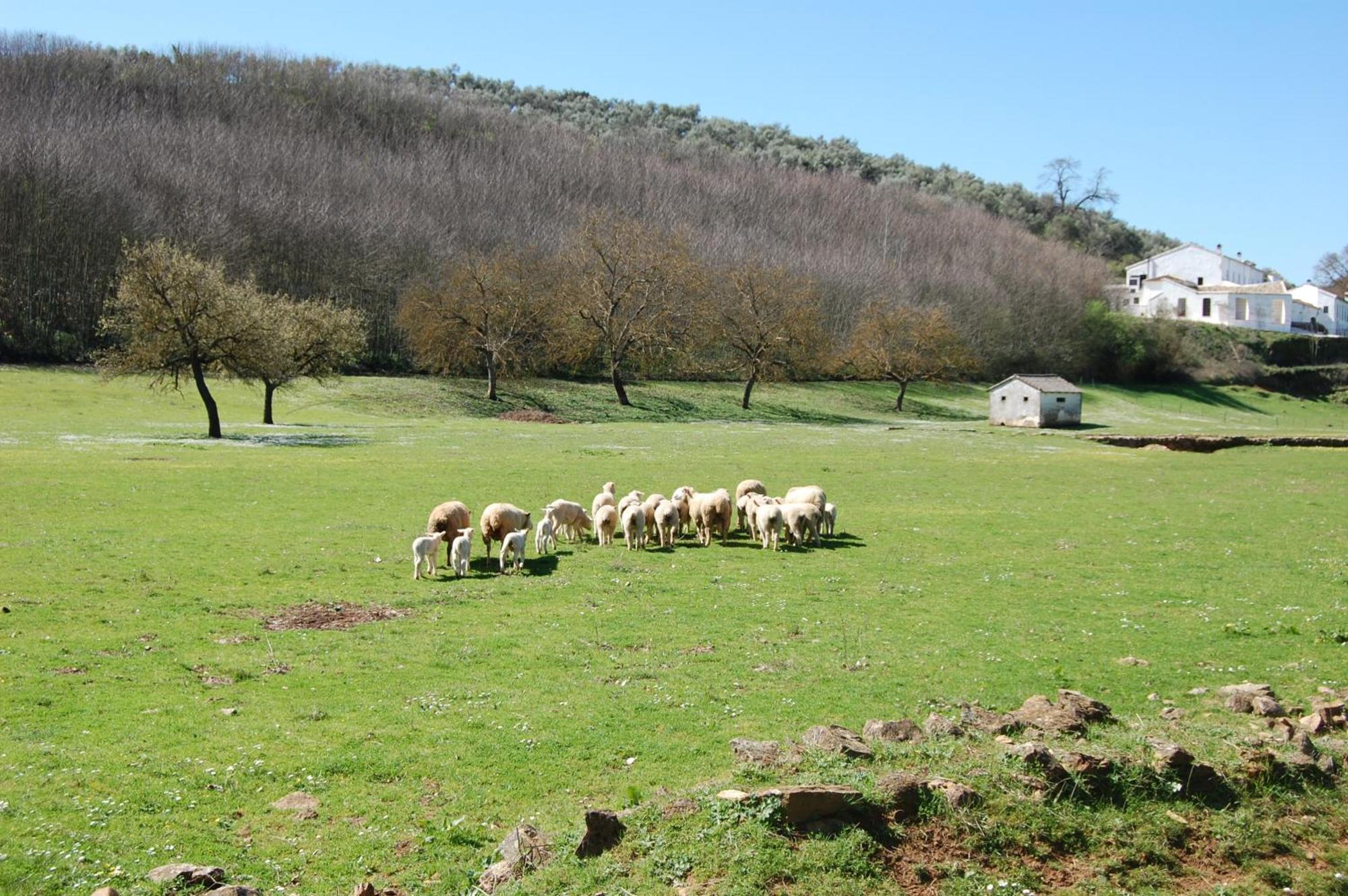 Pozos De La Nieve Constantina