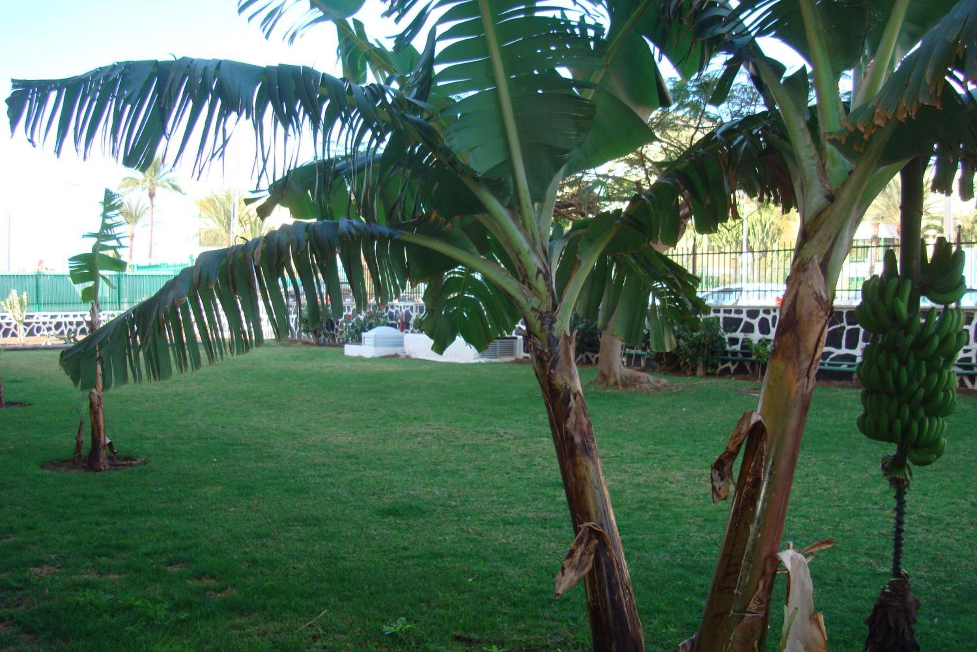 Apartamento Cactus *