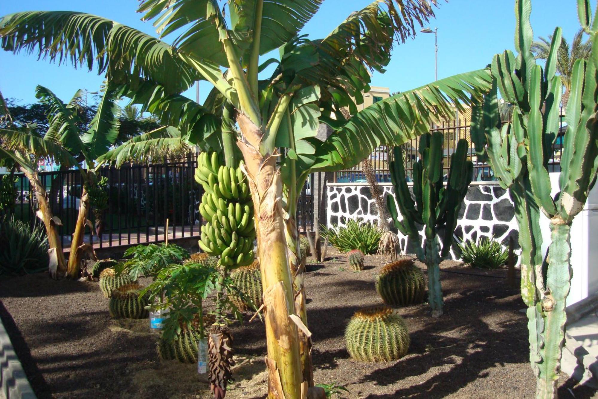 Apartamento Cactus