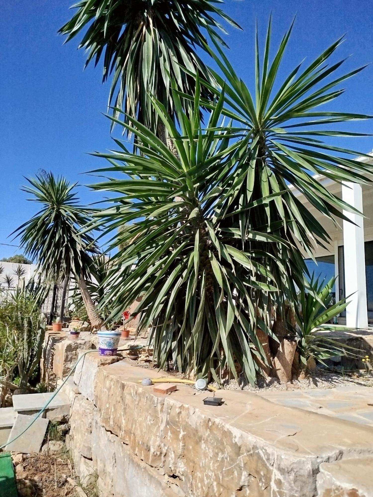 Homestay San Roque Countryside Annex San Roque (Andalucia)