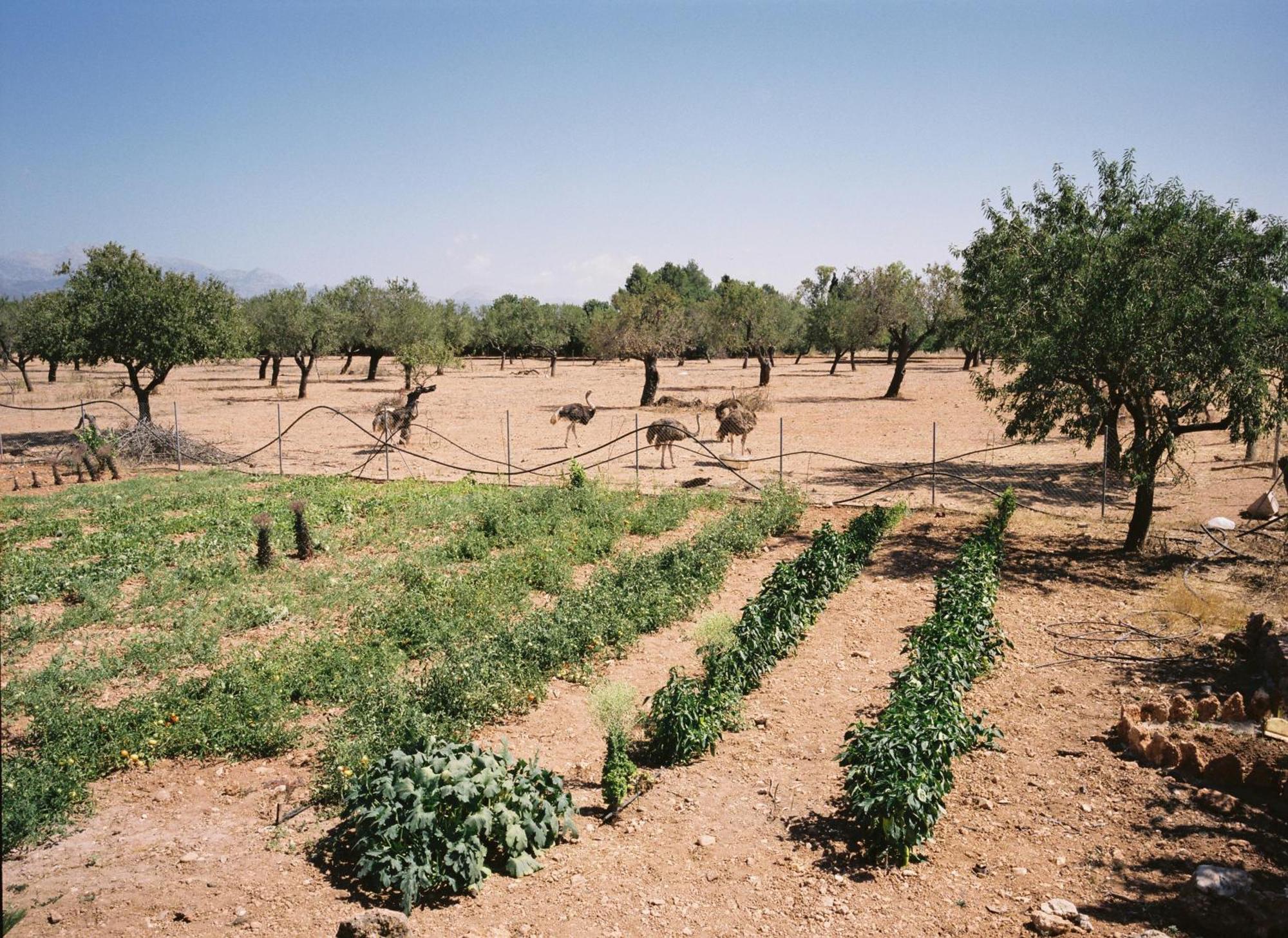 Farm stay Es Quatre Cantons *