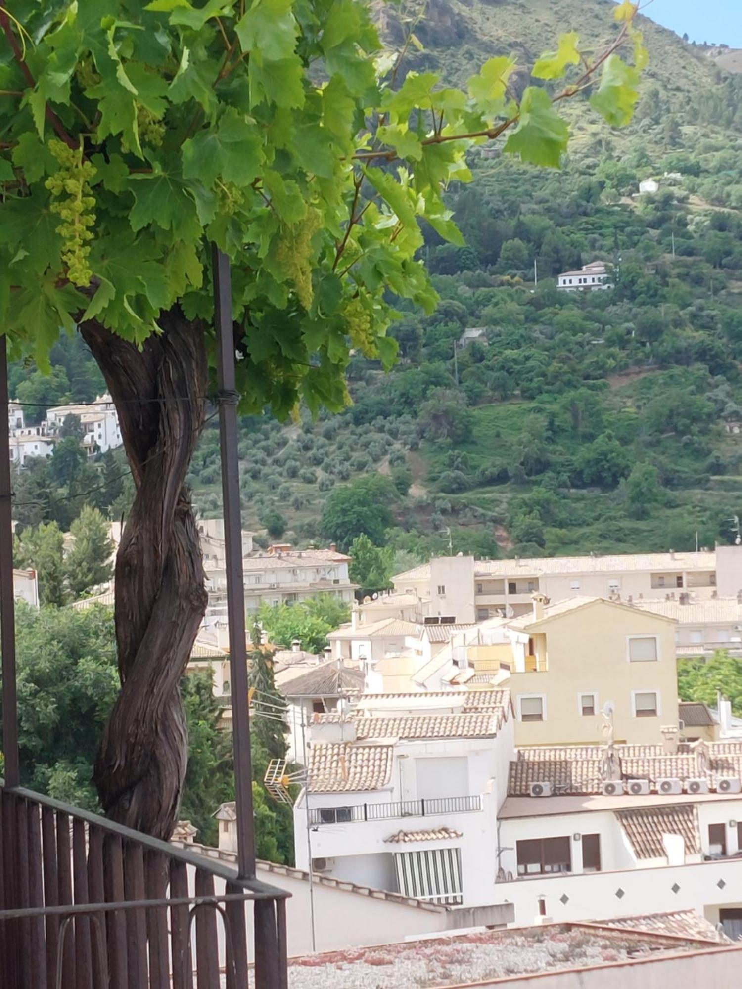 Crisalen Cazorla