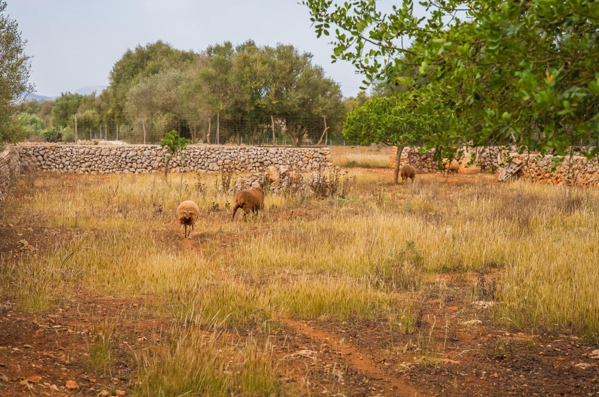 Ideal Mallorca - Sa Rota * Santa Margalida