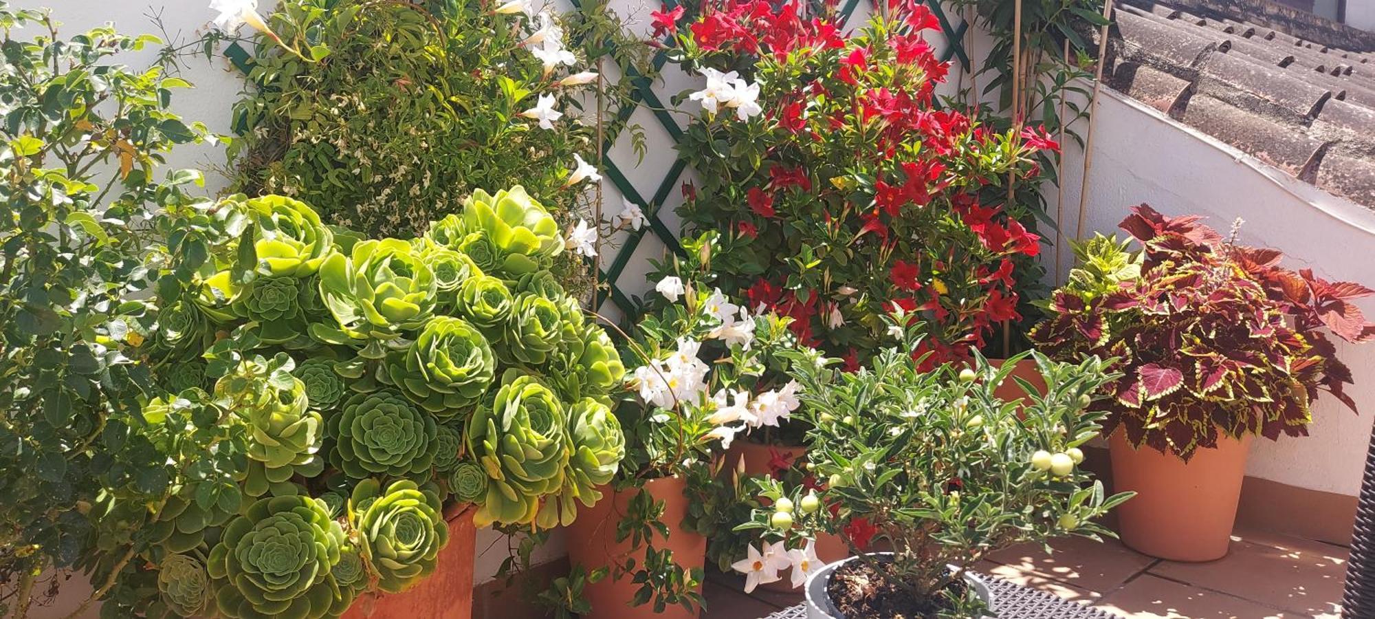 Apartment Descalzos Angel With Private Terrace Free Parking *