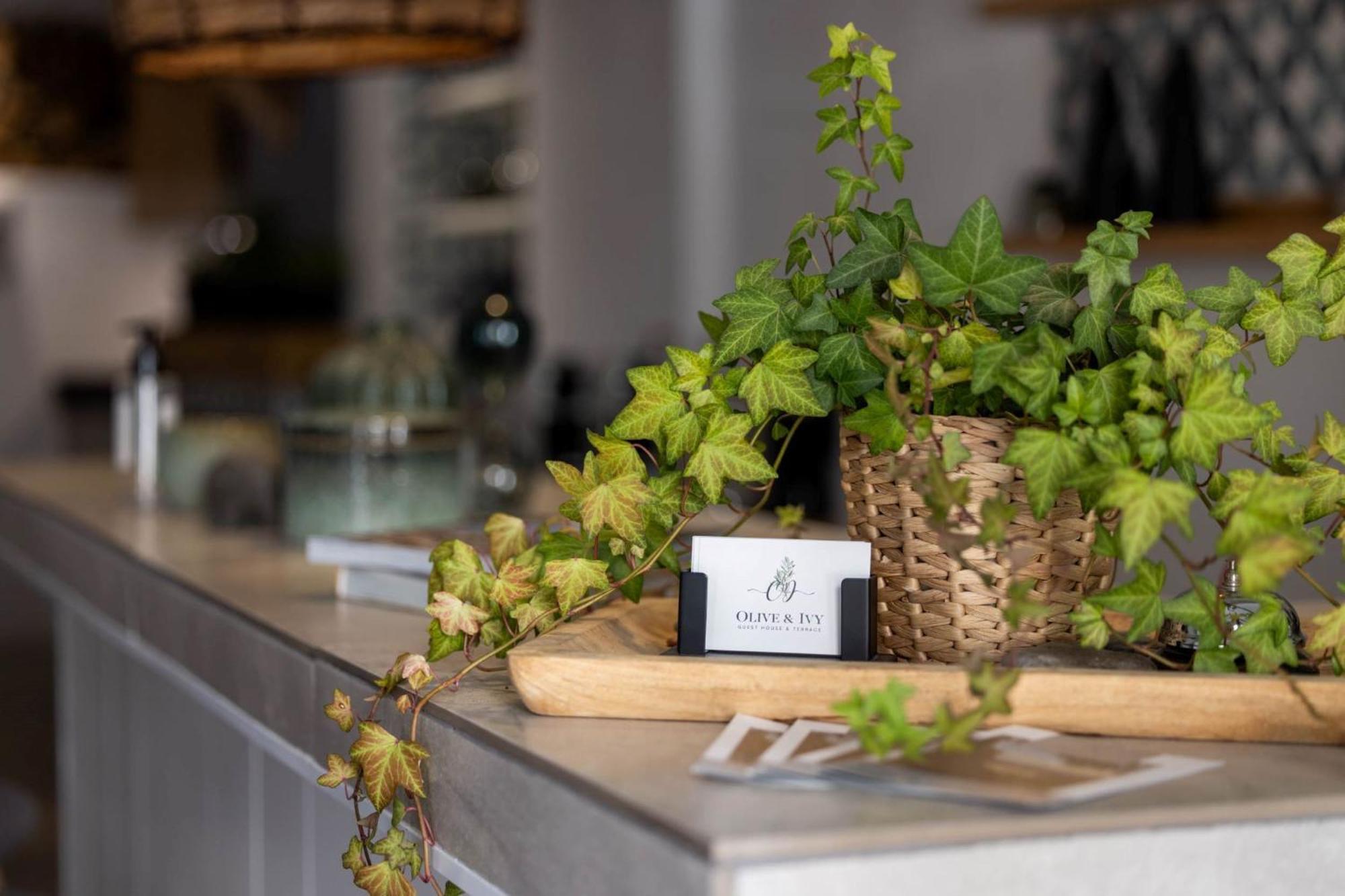 Olive & Ivy