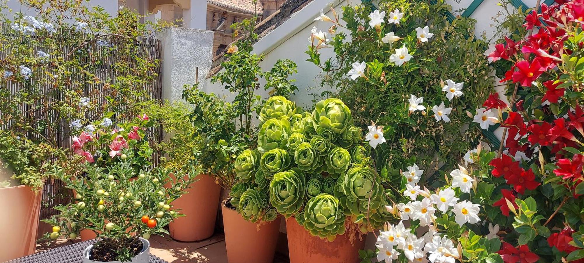 Apartment Descalzos Angel With Private Terrace Free Parking *