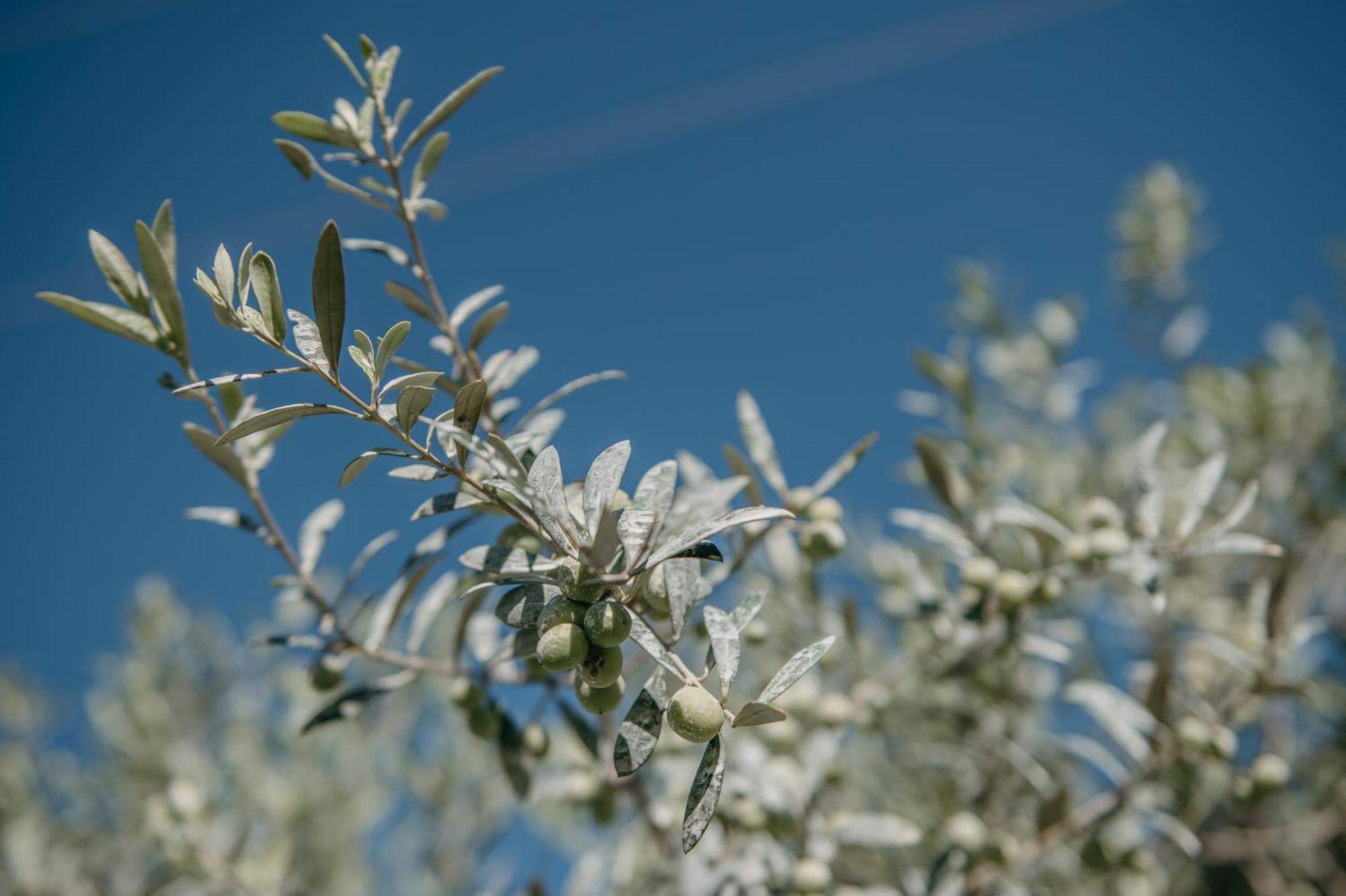 Ses Talaies Agroturismo Ciutadella (Menorca)