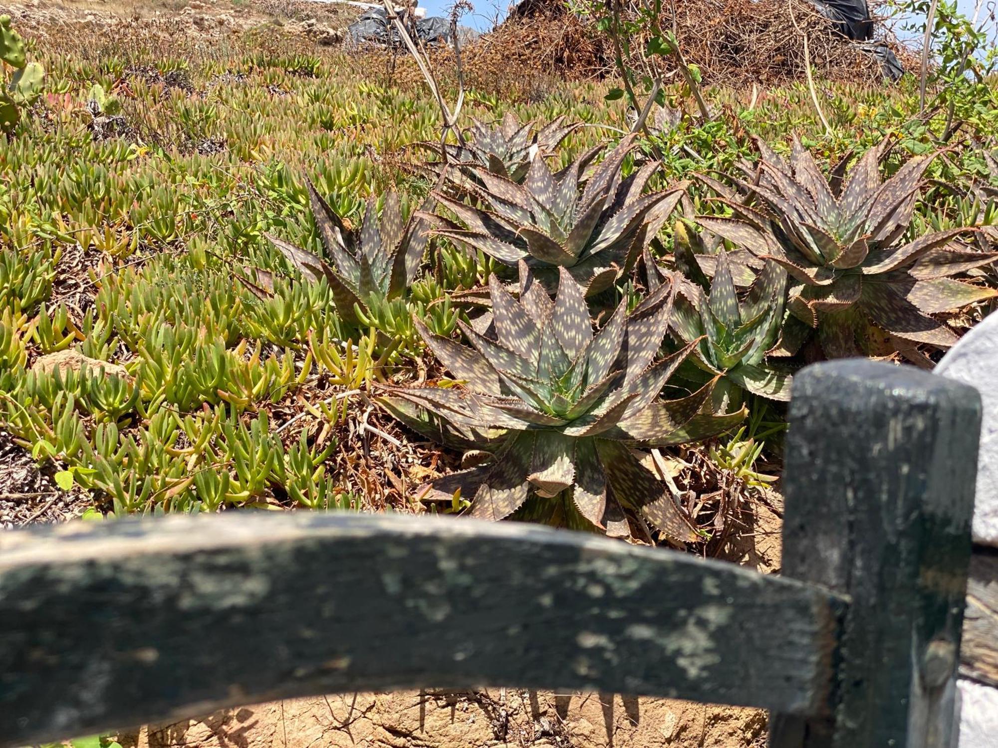Caracola By Som Menorca