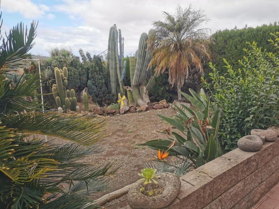 Cactus *