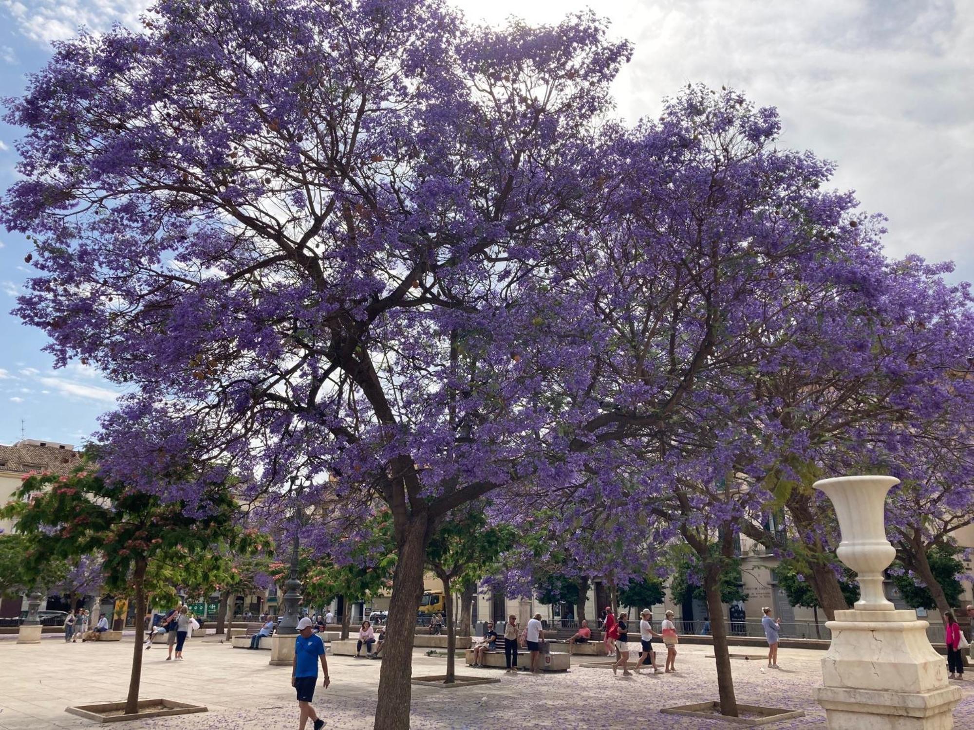 La Pura Vida * Yunquera