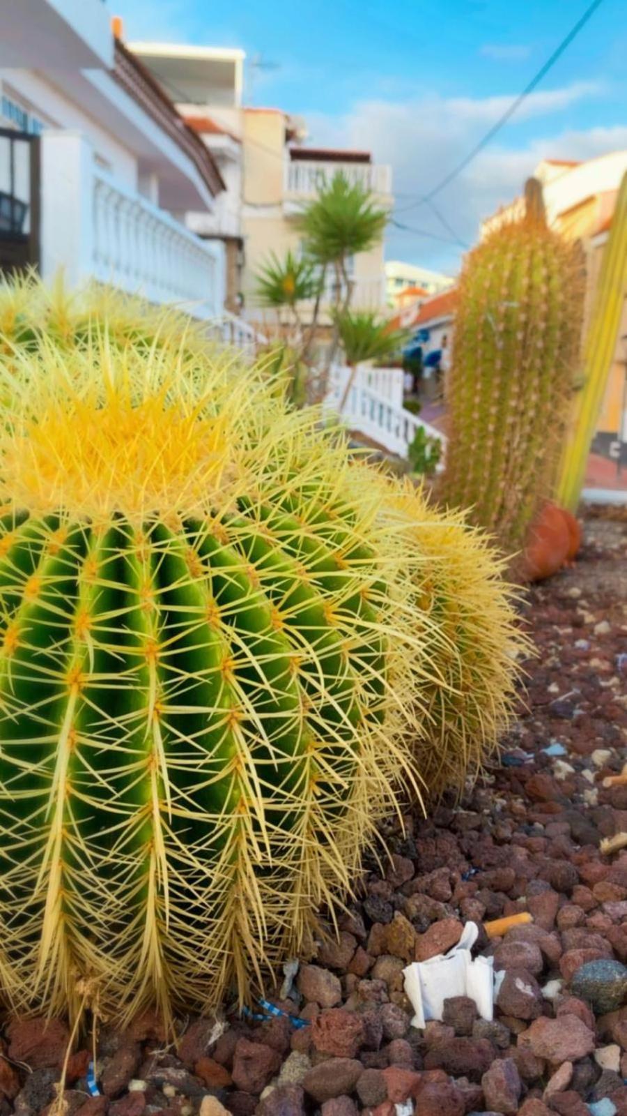 Palmeritas Mar Tenerife Sur Apartment *