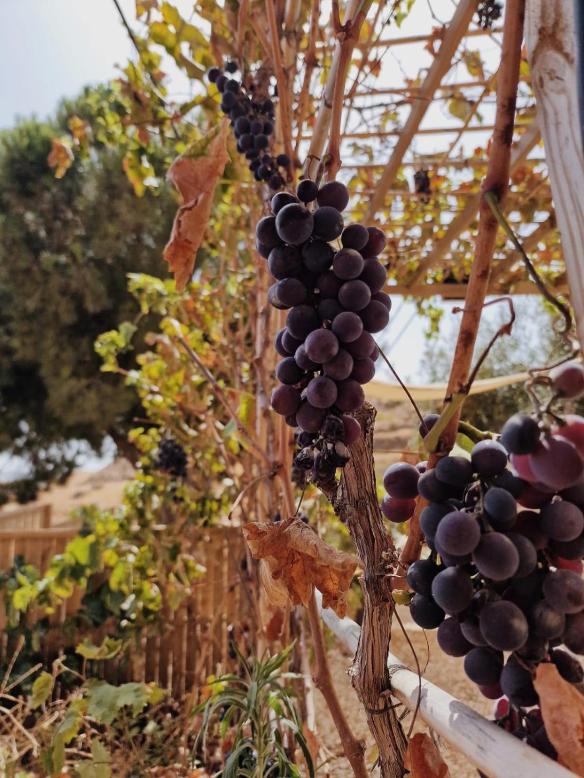 Glamping El Olivo
