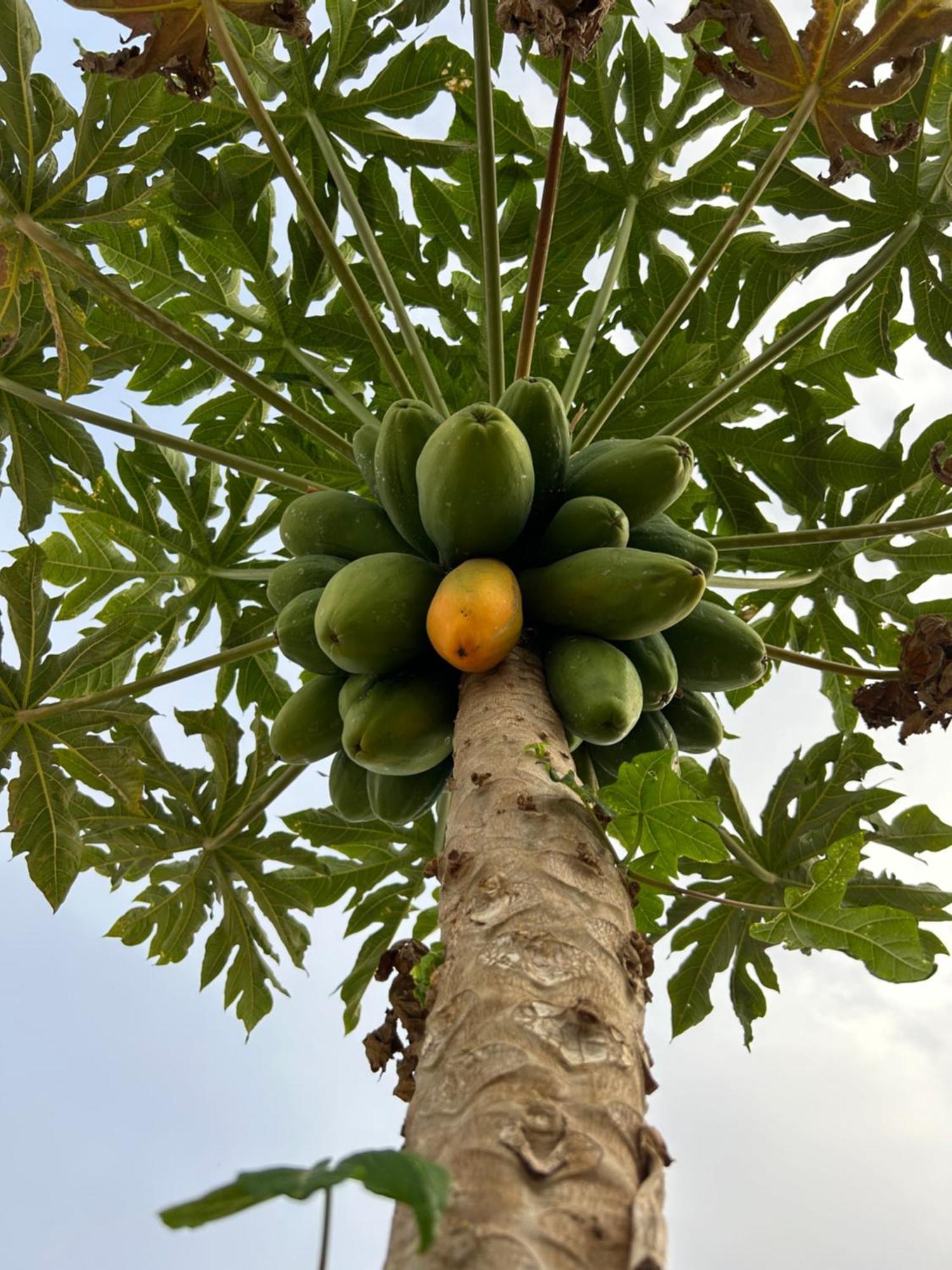 El Pasil * Arona (Tenerife)