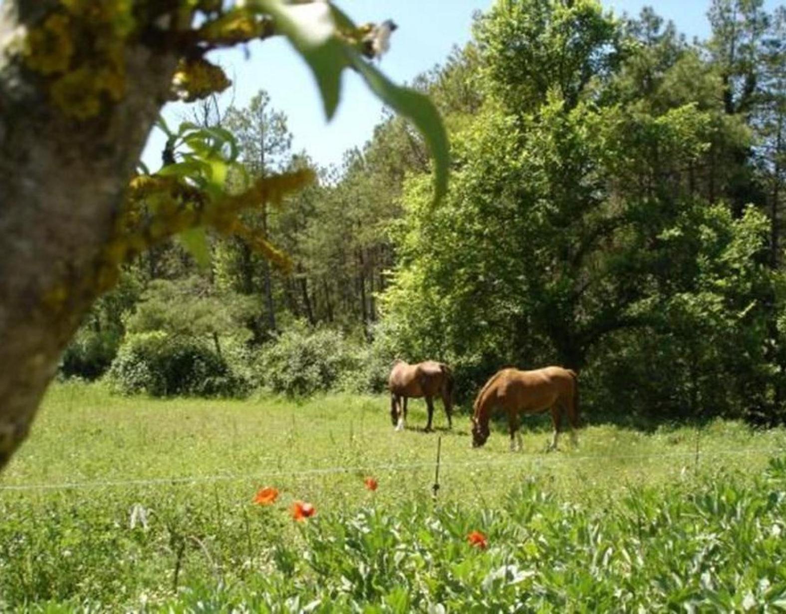 Cal Panxeta Holiday home Balsareny