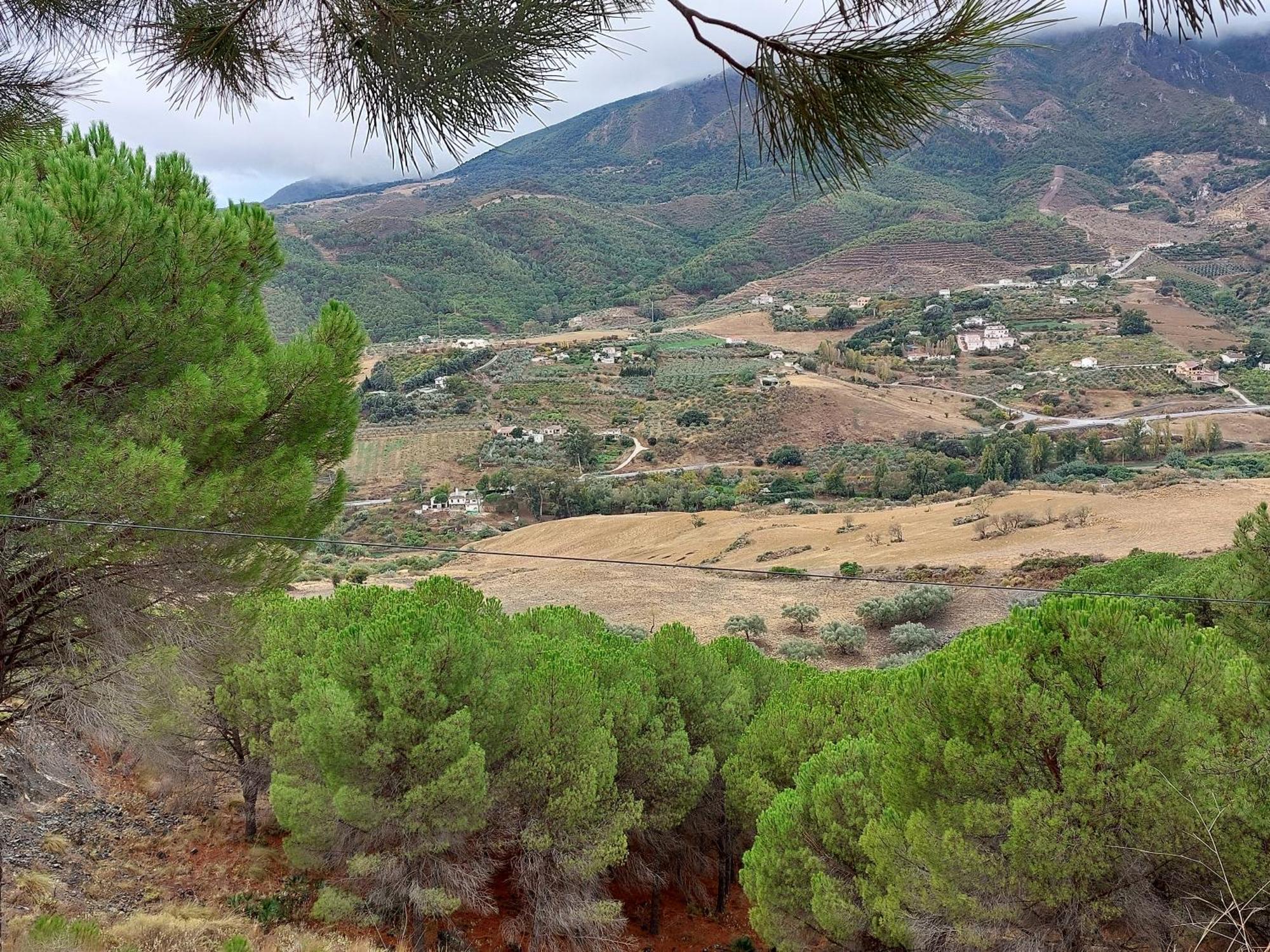 El Bufon De La Corte * Carratraca