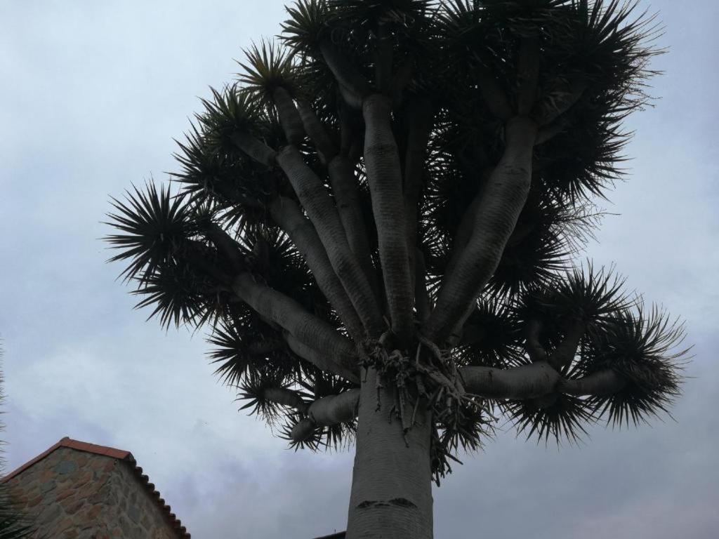 Casa El Drago-tafira Baja Homestay *